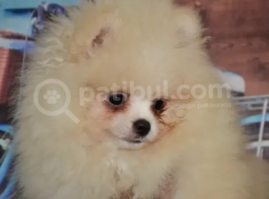 Ust Vasif Pomeranian Boo görsel