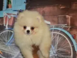 Ust Vasif Pomeranian Boo