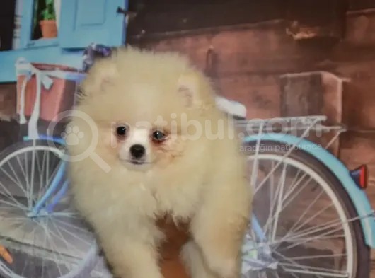 Ust Vasif Pomeranian Boo görsel