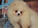 Ust Vasif Pomeranian Boo