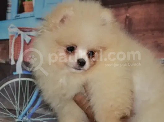 Ust Vasif Pomeranian Boo görsel