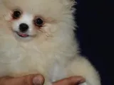 Ust Vasif Pomeranian Boo