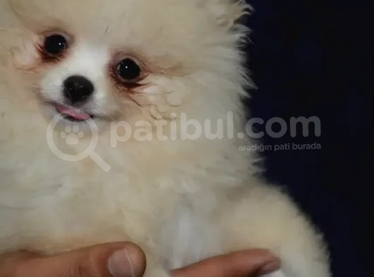 Ust Vasif Pomeranian Boo görsel