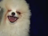 Ust Vasif Pomeranian Boo
