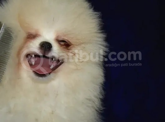 Ust Vasif Pomeranian Boo görsel