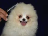 Ust vasif pomeranian boo