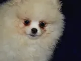 Ust Vasif Pomeranian Boo
