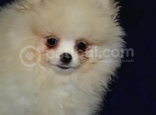 Ust Vasif Pomeranian Boo görsel