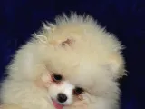 Ust Vasif Pomeranian Boo
