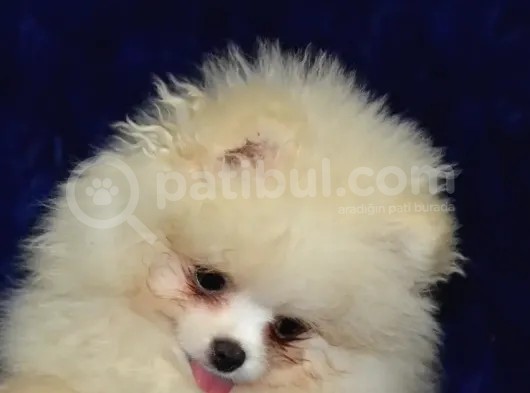Ust Vasif Pomeranian Boo görsel