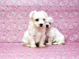 Resmi̇ Üreti̇ci̇den Maltese Terri̇er Yavrular
