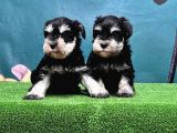 MÜKEMMEL KALİTEDE MİNYATÜR SCHNAUZER YAVRULAR