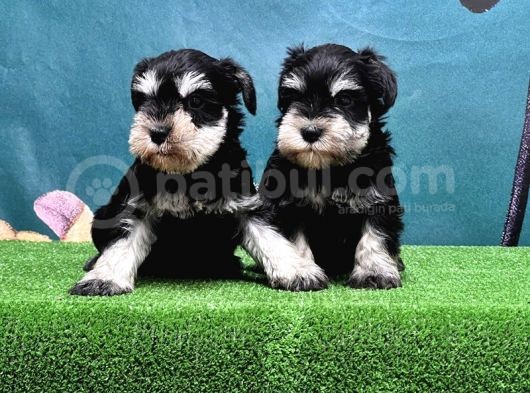 Mükemmel Kali̇tede Mi̇nyatür Schnauzer Yavrular