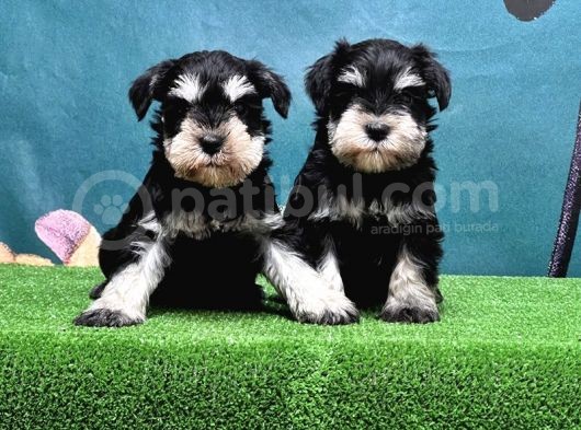 Mükemmel Kali̇tede Mi̇nyatür Schnauzer Yavrular görsel
