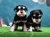Mükemmel Kali̇tede Mi̇nyatür Schnauzer Yavrular