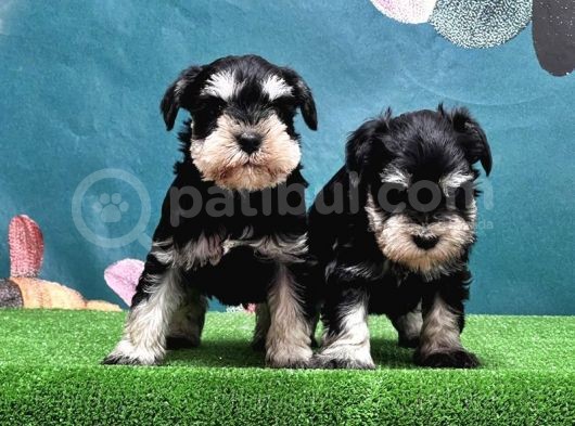 Mükemmel Kali̇tede Mi̇nyatür Schnauzer Yavrular görsel