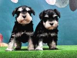 Mükemmel Kali̇tede Mi̇nyatür Schnauzer Yavrular