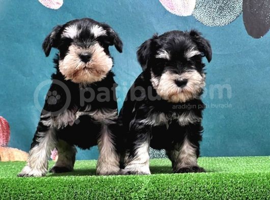 Mükemmel Kali̇tede Mi̇nyatür Schnauzer Yavrular görsel