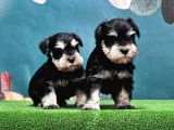 Mükemmel Kali̇tede Mi̇nyatür Schnauzer Yavrular