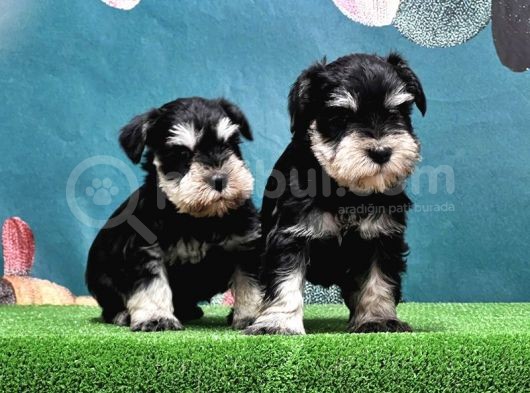 Mükemmel Kali̇tede Mi̇nyatür Schnauzer Yavrular görsel