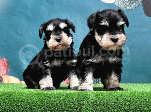 Mükemmel Kali̇tede Mi̇nyatür Schnauzer Yavrular görsel