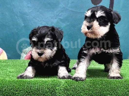 Mükemmel Kali̇tede Mi̇nyatür Schnauzer Yavrular görsel