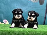 Mükemmel Kali̇tede Mi̇nyatür Schnauzer Yavrular