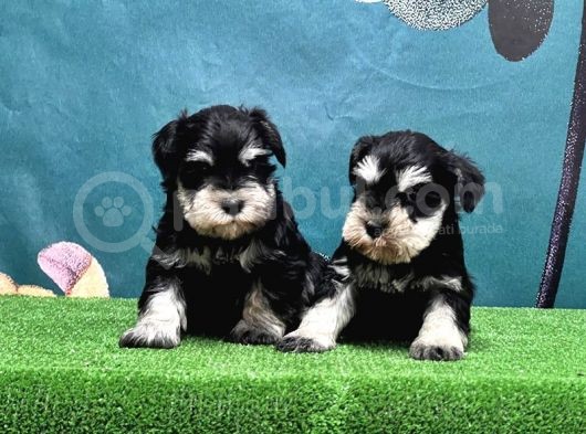 Mükemmel Kali̇tede Mi̇nyatür Schnauzer Yavrular görsel
