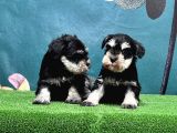 Mükemmel Kali̇tede Mi̇nyatür Schnauzer Yavrular