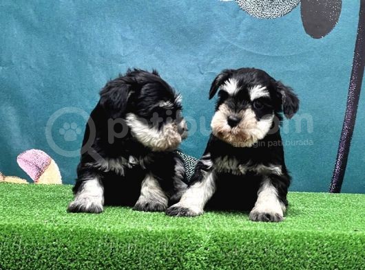 Mükemmel Kali̇tede Mi̇nyatür Schnauzer Yavrular görsel
