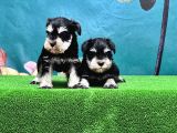 Mükemmel Kali̇tede Mi̇nyatür Schnauzer Yavrular