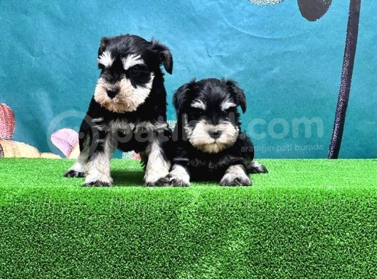 Mükemmel Kali̇tede Mi̇nyatür Schnauzer Yavrular görsel