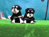 Mükemmel Kali̇tede Mi̇nyatür Schnauzer Yavrular