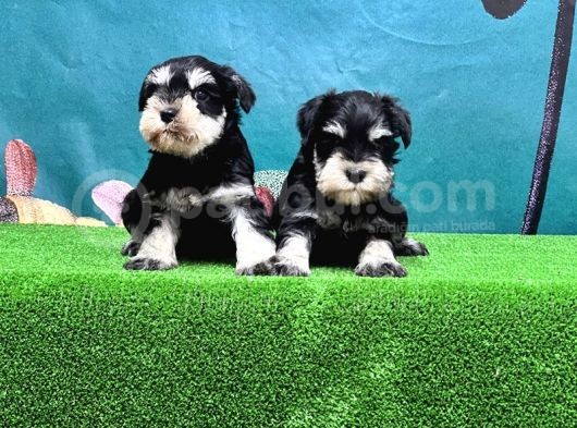 Mükemmel Kali̇tede Mi̇nyatür Schnauzer Yavrular görsel