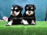 Mükemmel Kali̇tede Mi̇nyatür Schnauzer Yavrular