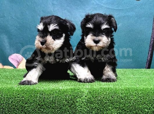 Mükemmel Kali̇tede Mi̇nyatür Schnauzer Yavrular görsel