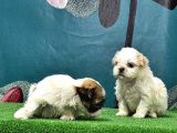 Mükemmel Kali̇tede Shi̇h Tzu Yavrular