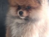 Üst Kalite Pomeranian Boo