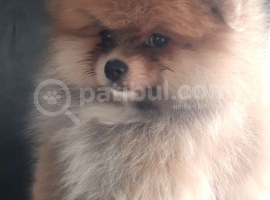 Üst Kalite Pomeranian Boo görsel
