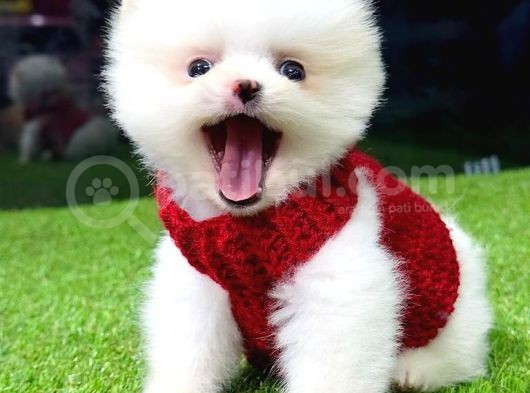 Üst Kalite Pomeranian Boo görsel