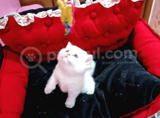 Show Kali̇te Golden Poi̇nt Bri̇ti̇sh görsel