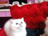 SHOW KALİTE GOLDEN POİNT BRİTİSH