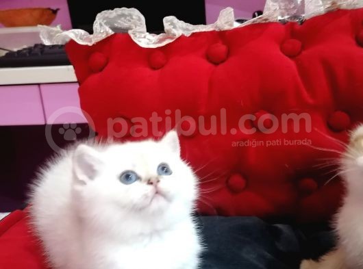 Show Kali̇te Golden Poi̇nt Bri̇ti̇sh