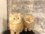 Garfi̇eld Show Kali̇te Egzoti̇k Shorthai̇r Yavrular