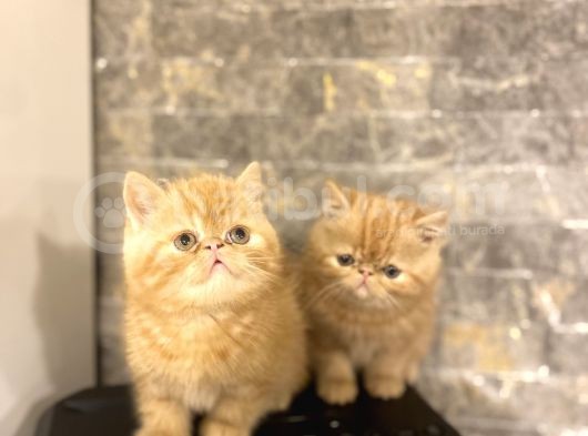 Garfi̇eld Show Kali̇te Egzoti̇k Shorthai̇r Yavrular görsel