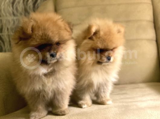 Tedy Bear Orange Yavrular(A++Kali̇te)Kendi̇ Üreti̇mi̇mi̇z görsel