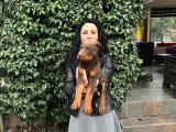 Doberman Yavrularım Sağlık Ve Irk Garantilid Ir