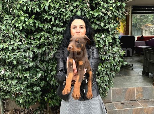 Doberman Yavrularım Sağlık Ve Irk Garantilid Ir görsel