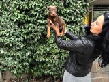 Doberman Yavrularım Sağlık Ve Irk Garantilid Ir