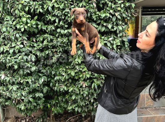 Doberman Yavrularım Sağlık Ve Irk Garantilid Ir görsel